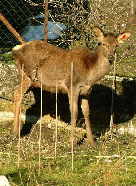 Cerbiatti: generazione 2008